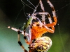 Marbled orb spider 135 (1 of 1)