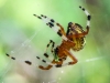 Marbled orb spider 140 (1 of 1)