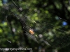 Marbled orb spider 142 (1 of 1)