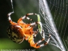 Marbled orb spider 146 (1 of 1)