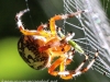 Marbled orb spider 147 (1 of 1)