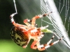 Marbled orb spider 148 (1 of 1)