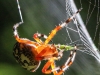 Marbled orb spider 152 (1 of 1)