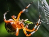 Marbled orb spider 161 (1 of 1)