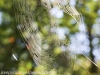 marbled orb spider 119 (1 of 1)