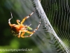 marbled orb spider 163 (1 of 1)