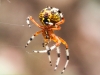 Marbled orbweaver spider (1 of 1)