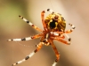 Marbled orbweaver spider115 (1 of 1)