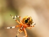 Marbled orbweaver spider116 (1 of 1)