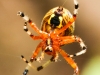 Marbled orbweaver spider117 (1 of 1)