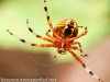 Marbled orbweaver spider118 (1 of 1)