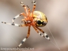 Marbled orbweaver spider125 (1 of 1)