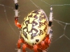 Marbled orbweaver spider132 (1 of 1)