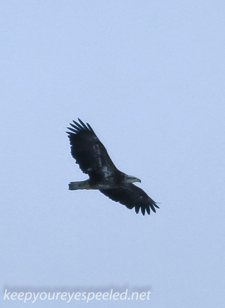 Middle Creek birds bald eagle (3 of 32).jpg