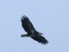 Middle Creek birds bald eagle (3 of 32).jpg