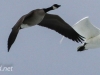 Middle Creek goose and swan (23 of 32).jpg