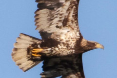 Middle Creek Juvenile bald eagle March 1 2020