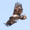 Middle-Creek-bald-eagle-4-of-10