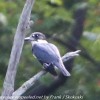 Dennistown-Hike-Moosehead-birds-1-of-34