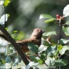 Dennistown-Hike-Moosehead-birds-20-of-34