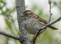 Mooseonee-Canada-morning-hike-birds-June-4-2023-1-of-28