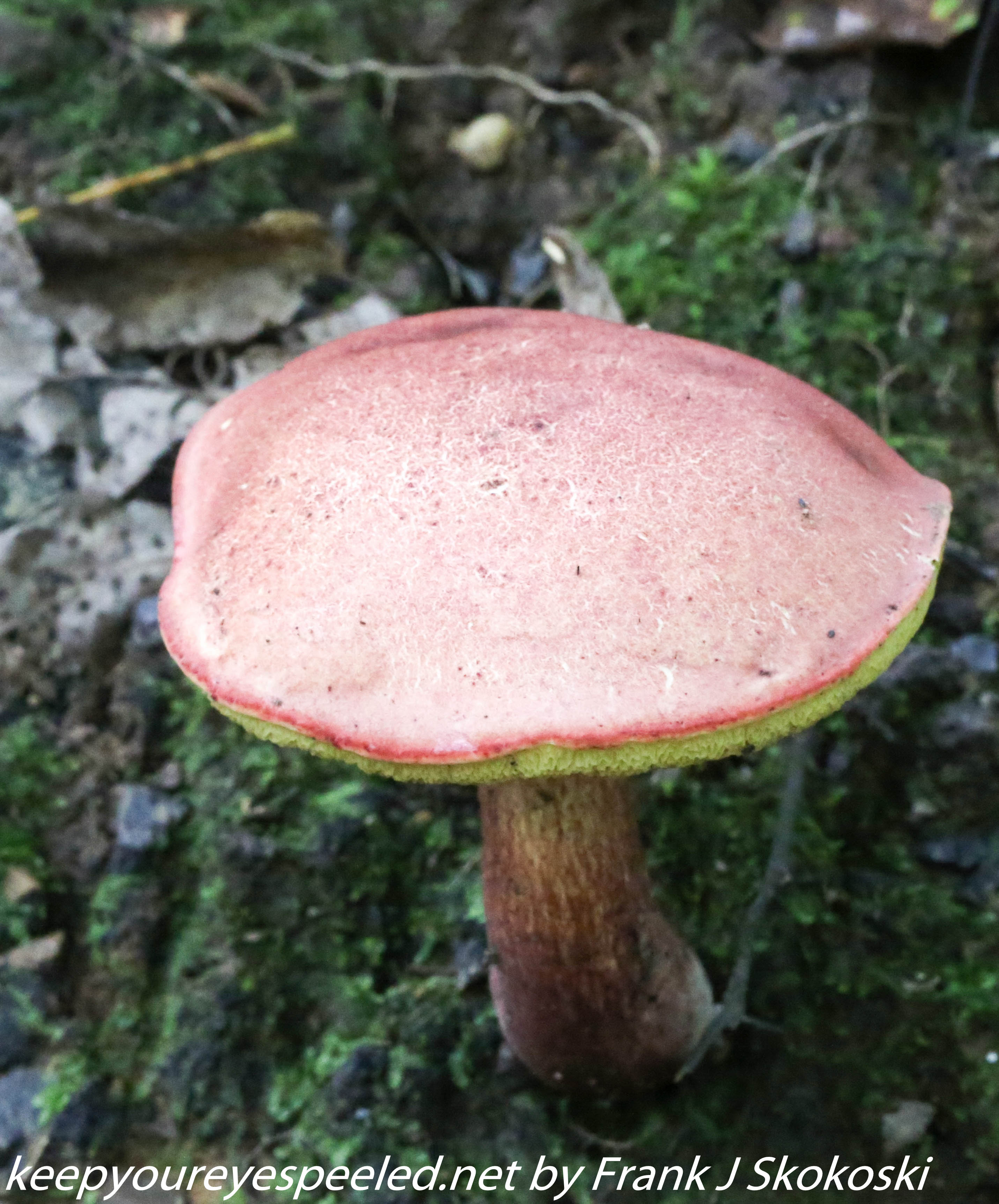 mushrooms  (6 of 29)