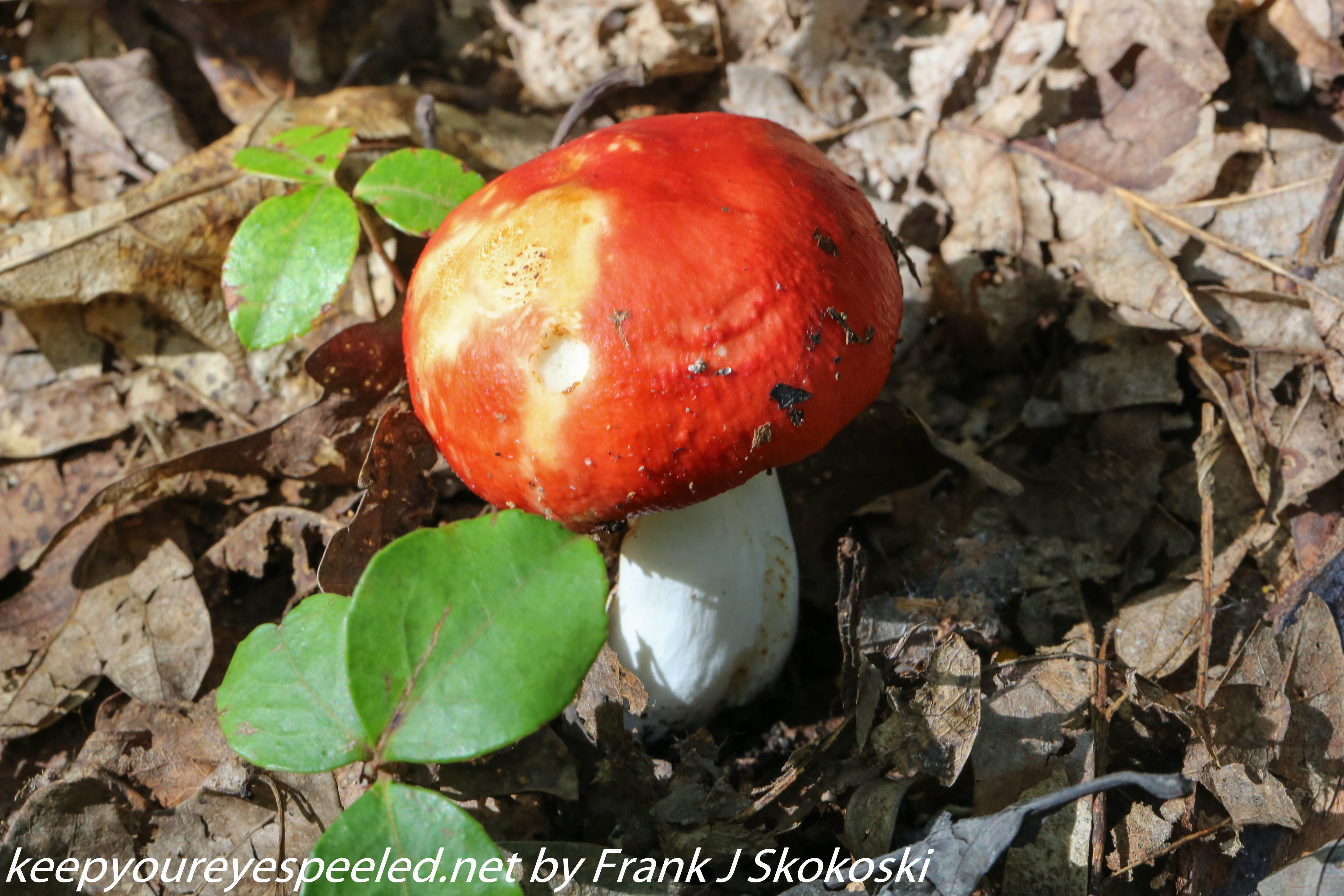mushrooms  (7 of 29)