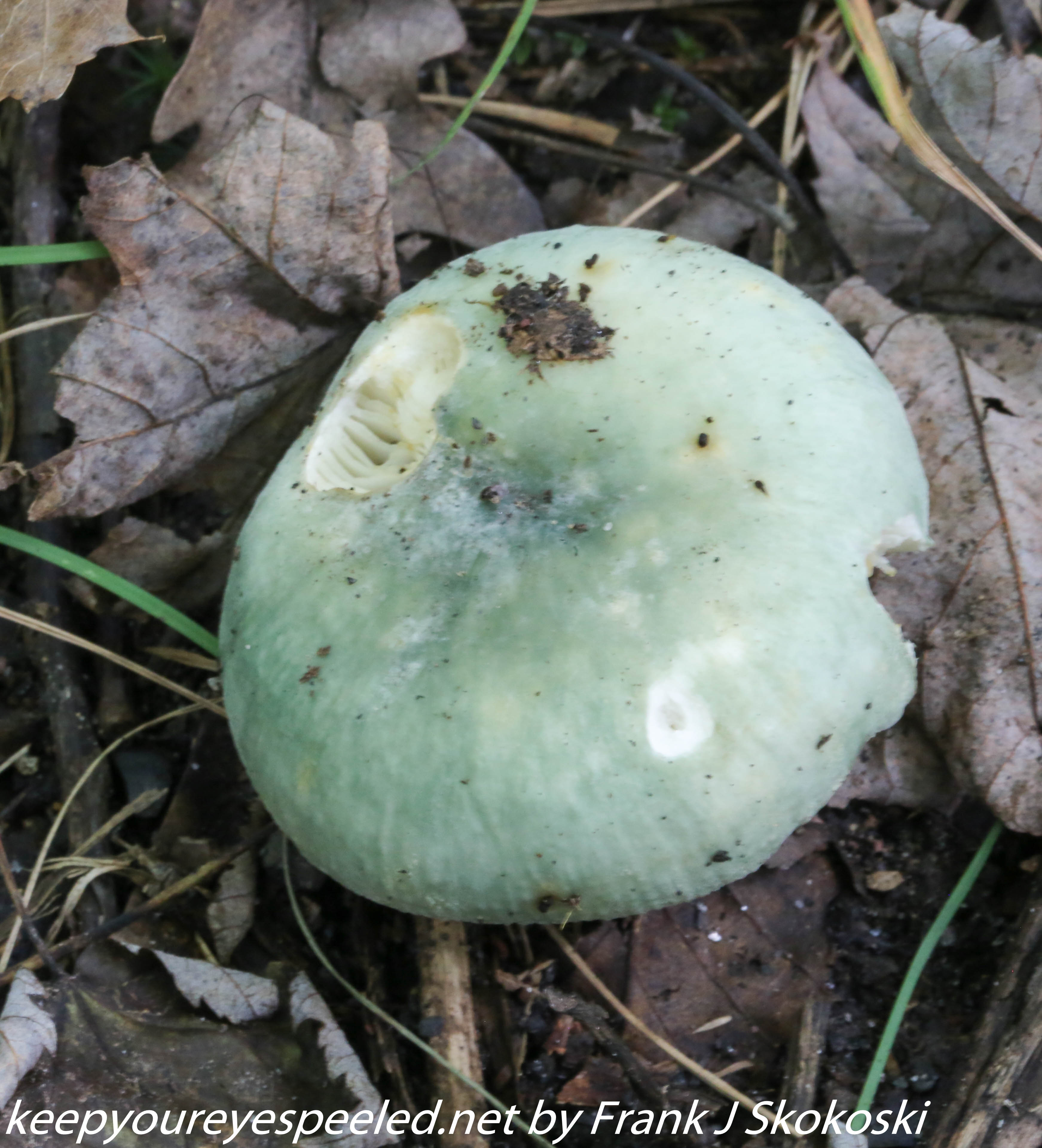mushrooms  (9 of 29)