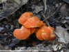 mushrooms  (1 of 29)