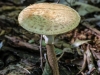mushrooms  (10 of 50)