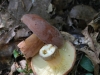 mushrooms  (13 of 50)