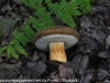mushrooms  (14 of 50)