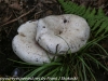 mushrooms  (15 of 50)