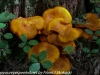 mushrooms  (16 of 29)