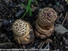 mushrooms  (17 of 50)