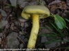mushrooms  (23 of 29)