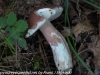 mushrooms  (27 of 29)
