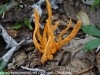 mushrooms  (29 of 29)