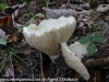 mushrooms  (3 of 29)