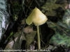 mushrooms  (3 of 50)