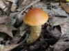 mushrooms  (4 of 29)
