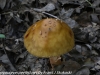 mushrooms  (5 of 29)