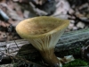 mushrooms  (5 of 50)