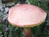 mushrooms  (6 of 29)