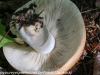 mushrooms  (7 of 50)