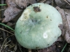 mushrooms  (9 of 29)