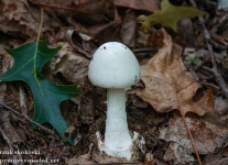 Mushroom-hike-1-of-34