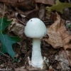 Mushroom-hike-1-of-34
