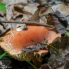 Mushroom-hike-14-of-34