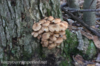 Mushroom hike October 4 2015
